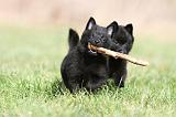 SCHIPPERKE 395